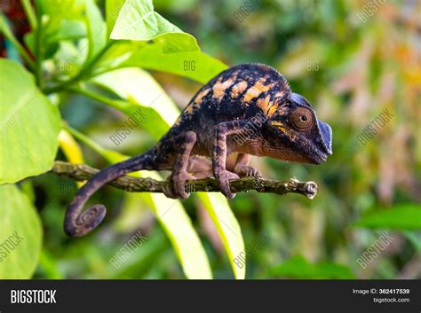 Chameleon Close Image And Photo Free Trial Bigstock