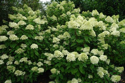 Their heads hang down very unattractively. Hydrangea Paniculata Limelight ® - goedkopeolijfbomen.nl