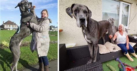 Freddy The Great ‘big Dane Is The Tallest Dog In The World Dog Dispatch