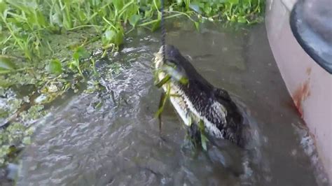 2016 Louisiana Alligator Season Youtube