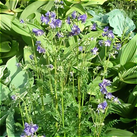 These are the perennials i know and love in my zone 3 shade. Shade Loving Plants for sale in UK | View 58 bargains