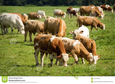 Cows And Bulls Stock Image Image Of Environment Cows 44787969