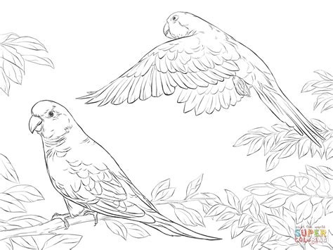 Two Quaker Parrots Coloring Page Bird Coloring