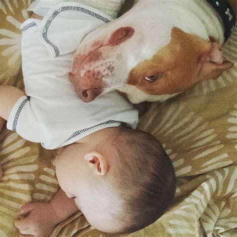 18 Pit Bulls Who Really Really Love Their Human Babies The Dodo