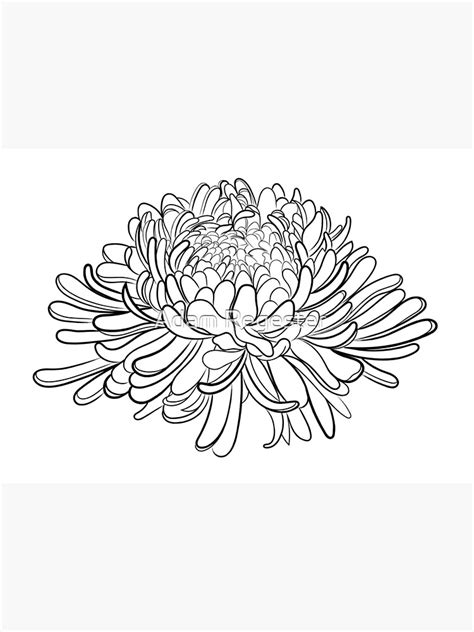 Chrysanthemum Flower Drawing Poster For Sale By Adamregester Redbubble