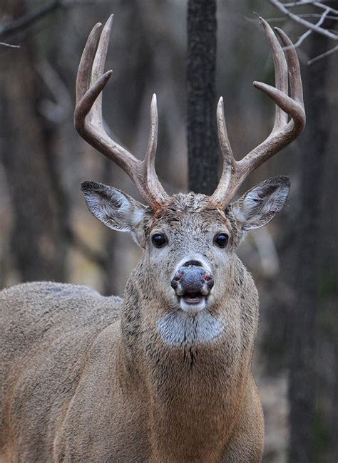 How To Understand Whitetail Deer Sounds Bowhunter
