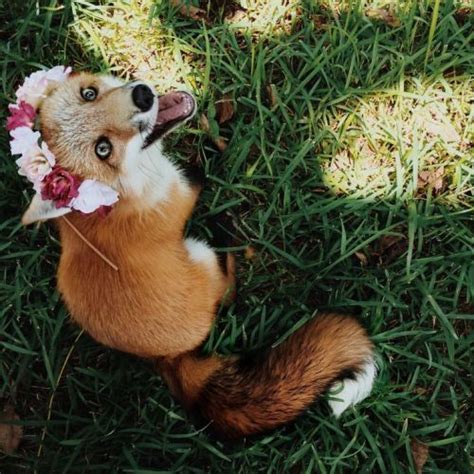 Cute Fox On Tumblr