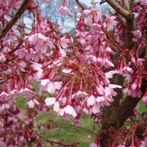 Dwarf weeping cherry tree these pictures of this page are about:dwarf flowering cherry. Prunus Okame | Small Flowering Cherry Blossom Trees For Sale
