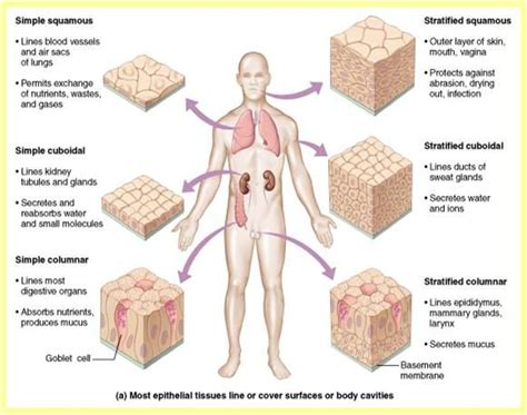 Different Types Of Epithelial Tissue Steve Gallik