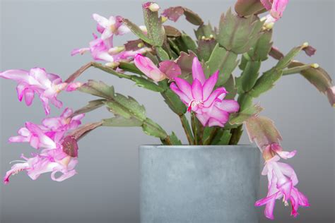 Let us take a look at the process of propagating a new cactus from an existing plant. Best Way to Care for a Christmas Cactus - House Tipster