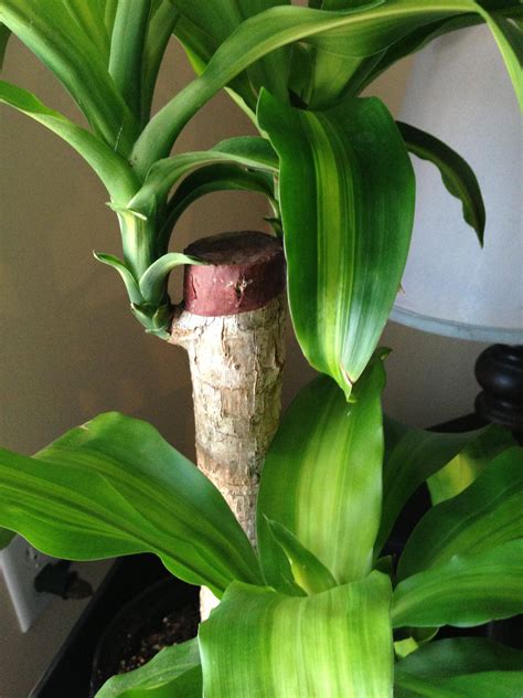 I didn't know if it was a parasite or a weed or a good plant. Massangeana Tall - Dracaena - Indoor Plants | Plantshop.me