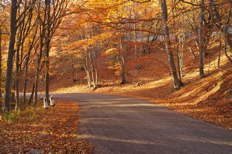 Autumn Golden Forest Stock Photo Image Of Lane Golden 257542400