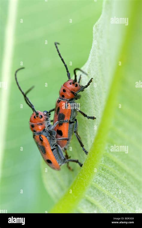 Red Milkweed Beetles Tetraopes Tetrophthalmus Mating Stock Photo Alamy