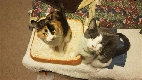 Cats On Bread Cats