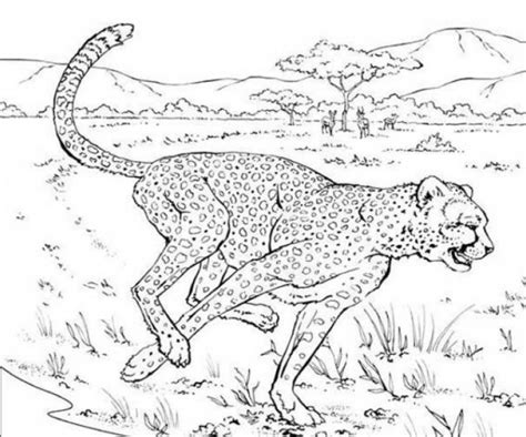 Coloriage Guepard 6 Gratuit à Imprimer En Ligne