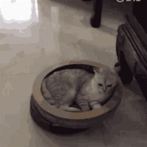 Cat Gif Tenor Gif Keyboard Bring Personality To Your