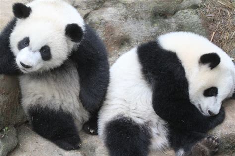Mei Lun And Mei Huan Have Been Weaned
