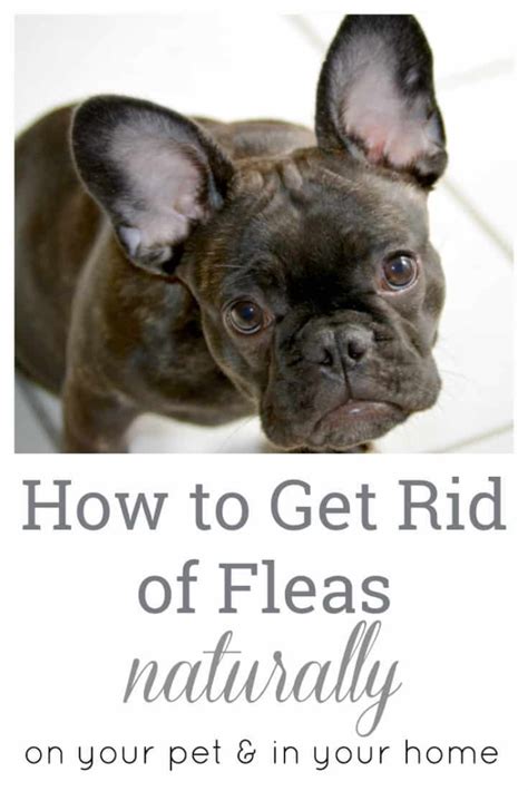 Maybe there are fleas outdoors or hiding in the nooks whenever you remove fleas from your dog—whether by flea comb or by bath—make sure to kill another way to naturally get rid of fleas on dogs is to try a mixture of water and apple cider vinegar. How to Get Rid of Fleas Naturally