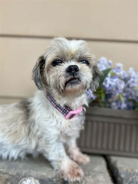 Dog for Adoption - Trixie, a Shih Tzu in Sioux Falls, SD | Alpha Paw