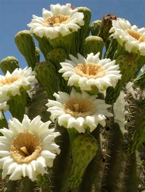 Saguaro Flowers Desert Flowers Blooming Cactus Planting Flowers