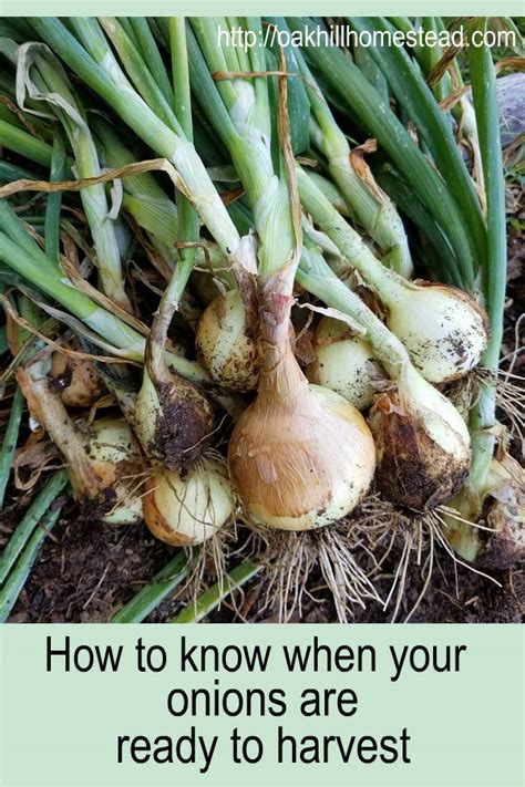 There are two main types of globe onions. Harvesting and Curing Onions - Oak Hill Homestead