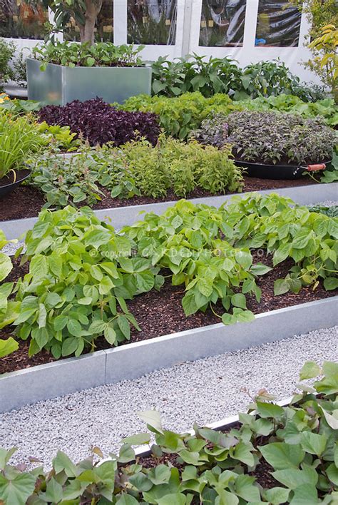 It's an excellent way to exemplify the mid century modern design principle of efficiency in your own backyard! Modern Vegetable Growing | Plant & Flower Stock ...
