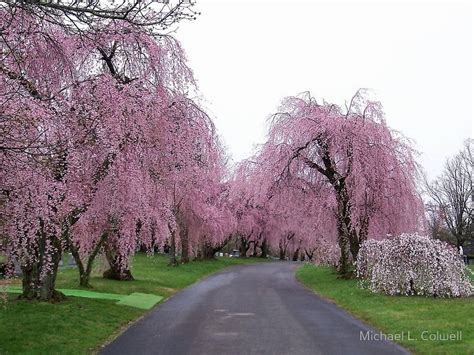 Weeping Cherry Trees In Bloom Photographic Print By Michael L Colwell