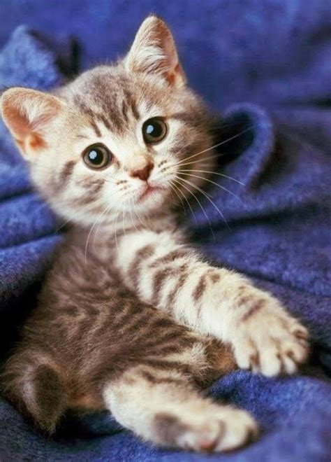 Gatito💖 Gatos Bonitos Gatitos Adorables Gatos