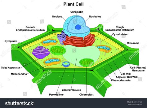 Plant Cell Diagram For Class 9 Labeled Cell Diagram Images