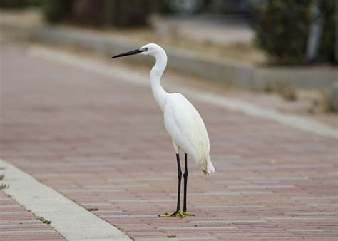 White Bird With Long Legs Payamenuwri