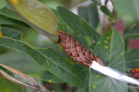 They rely on mechanical forces that will eventually cause the seed to be catapulted out when the pods have dried out or touched by another animal. Public Domain Photos