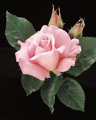 Tiffany Rose Roses Perfect Pink Tea Sweet