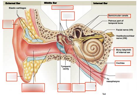 External And Middle Ear Anatomy Diagram Quizlet