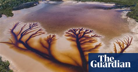Tree Of Life Aerial Photos Reveal Arboreal Patterns At Lake Cakora
