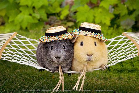 27 Guinea Pigs Wearing Hats