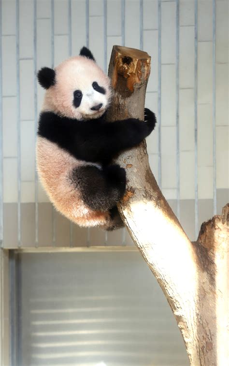 Find Out Why This Giant Panda Giving Birth Left The
