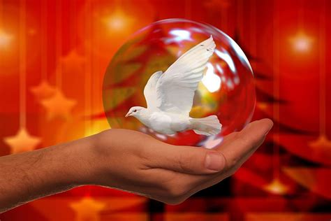 Hd Wallpaper White Dove In Glass Ball On Hand Christmas Peace Dove