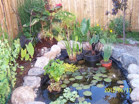 Oblivious Drifter How To Build A Beautiful Backyard Lilly Pond