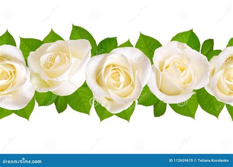 Seamless Border With White Roses Isolated On White Background Stock