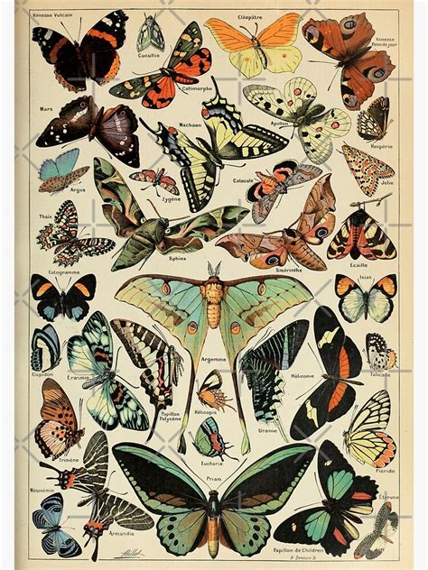 Vintage French Papillon Poster Poster For Sale By Kylabiles Redbubble