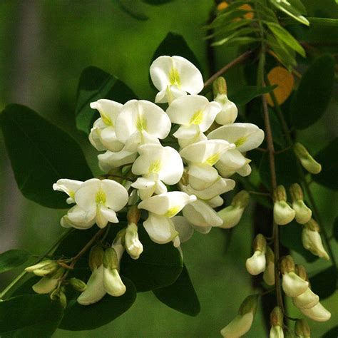 Black Locust Yorkshire Flower Essences