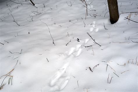 Wer im winter draussen unterwegs ist, hat gute chancen auf tierspuren im frischen schnee zu stossen. Eichhörnchen spuren im schnee | Spuren im Schnee. 2020-05-18