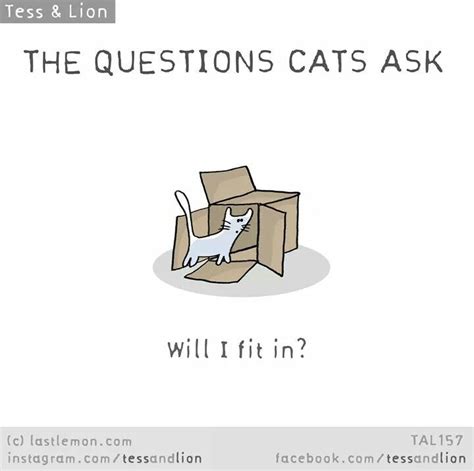 The Questions Cats Ask Funny Picture Quotes Funny Quotes Crazy Cat