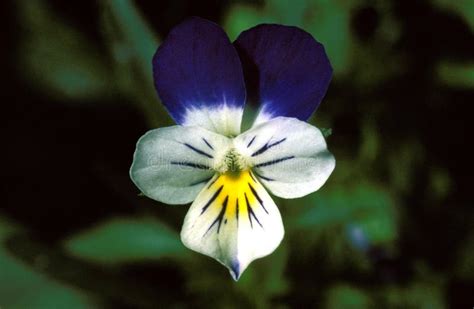 Heartsease Viola Or Violet Viola Is A Genus Of Flowering Plants In The