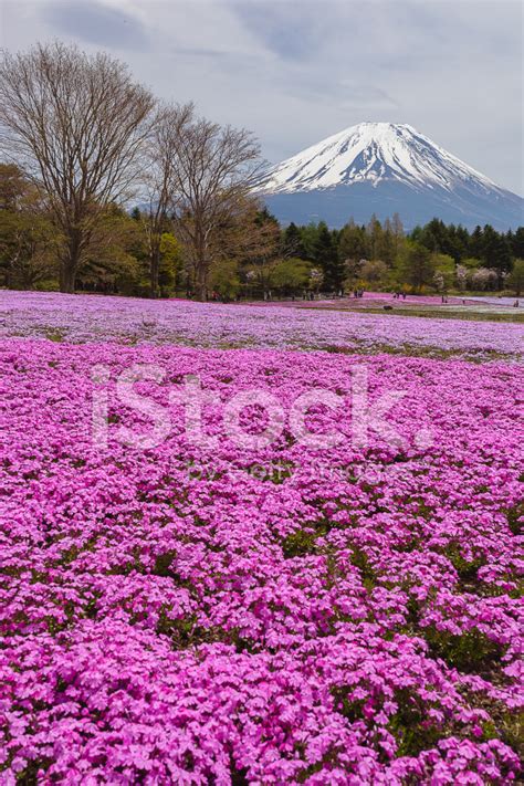 The Fuji Mountain With Pink Moss Stock Photos