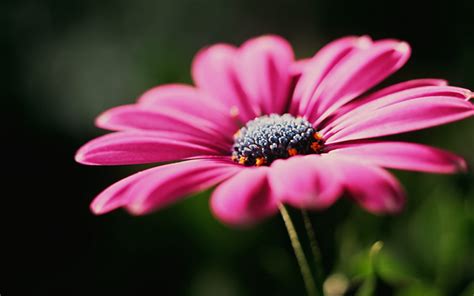 Pink Osteospermum Flower In Bloom At Daytime Hd Wallpaper Wallpaper Flare