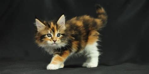 Nevertheless, this likeness in terms of physical look does not mean that there had been a this skill also goes through its ability to fetch toys with its large paws. Maine Coon Cat Price 2019 - Baby Black Kittens For Sale