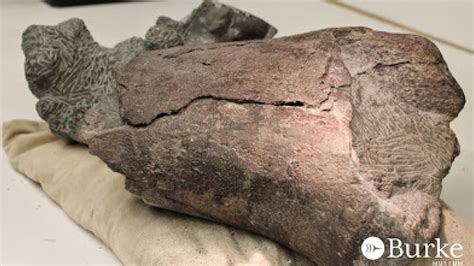 Washington States First Dinosaur Fossil Found By Burke Museum