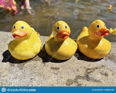 Three Yellow Rubber Ducks Stock Image Image Of Pond 251224341