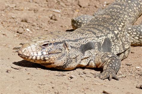 Wild Dog Sized Lizards Known As Tegus Multiply In Us Insidehook